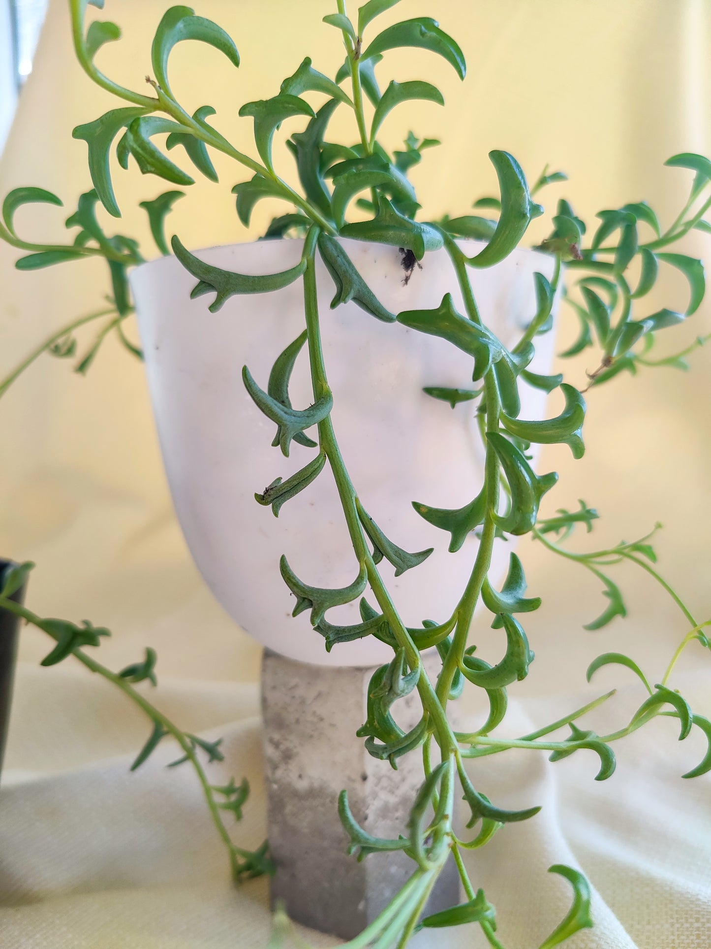 String of Dolphins | Indoor Plants