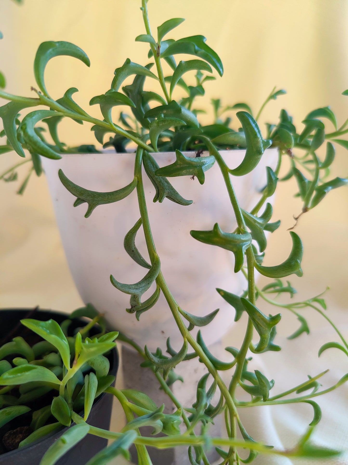 String of Dolphins | Indoor Plants