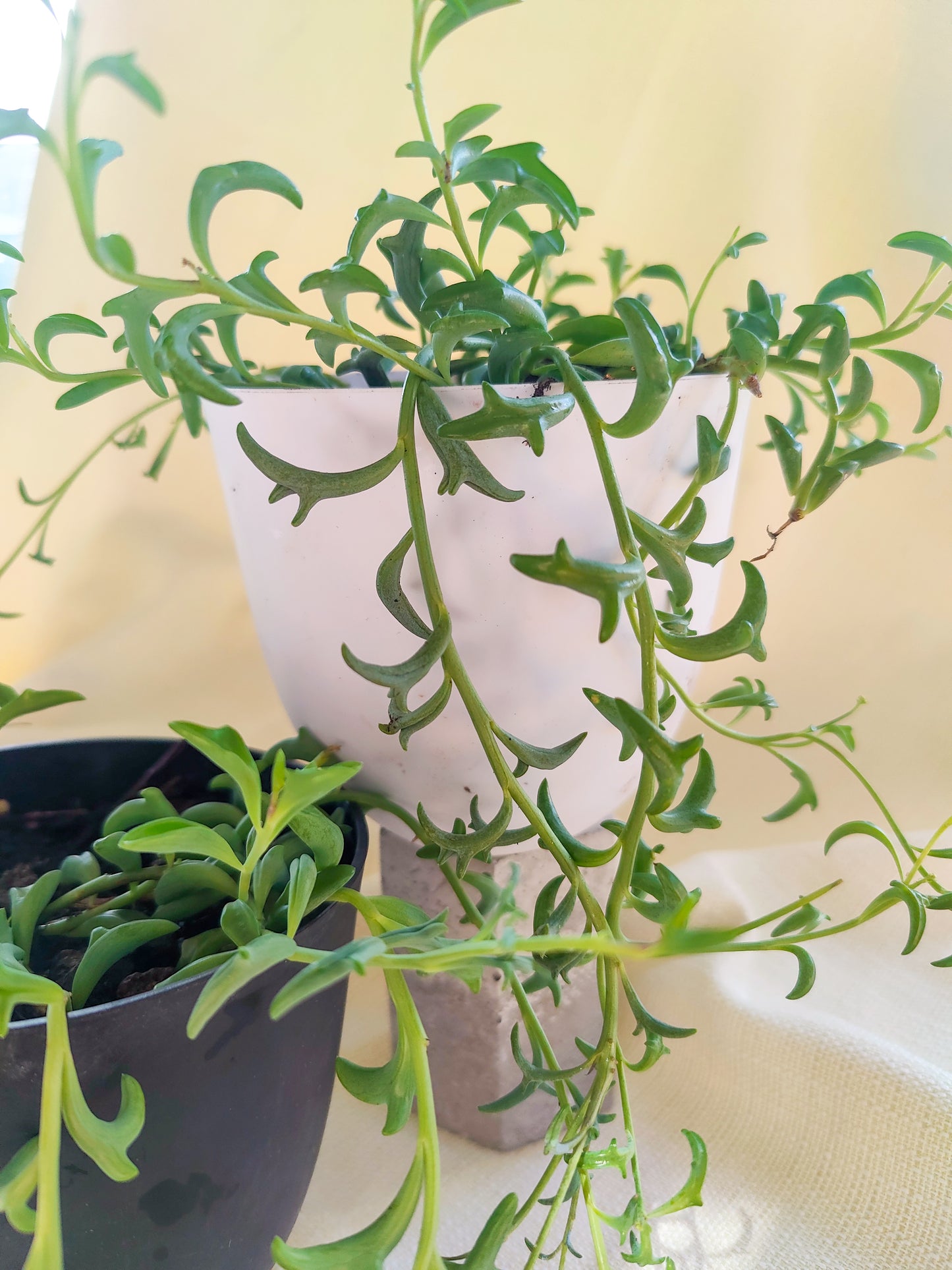 String of Dolphins | Indoor Plants