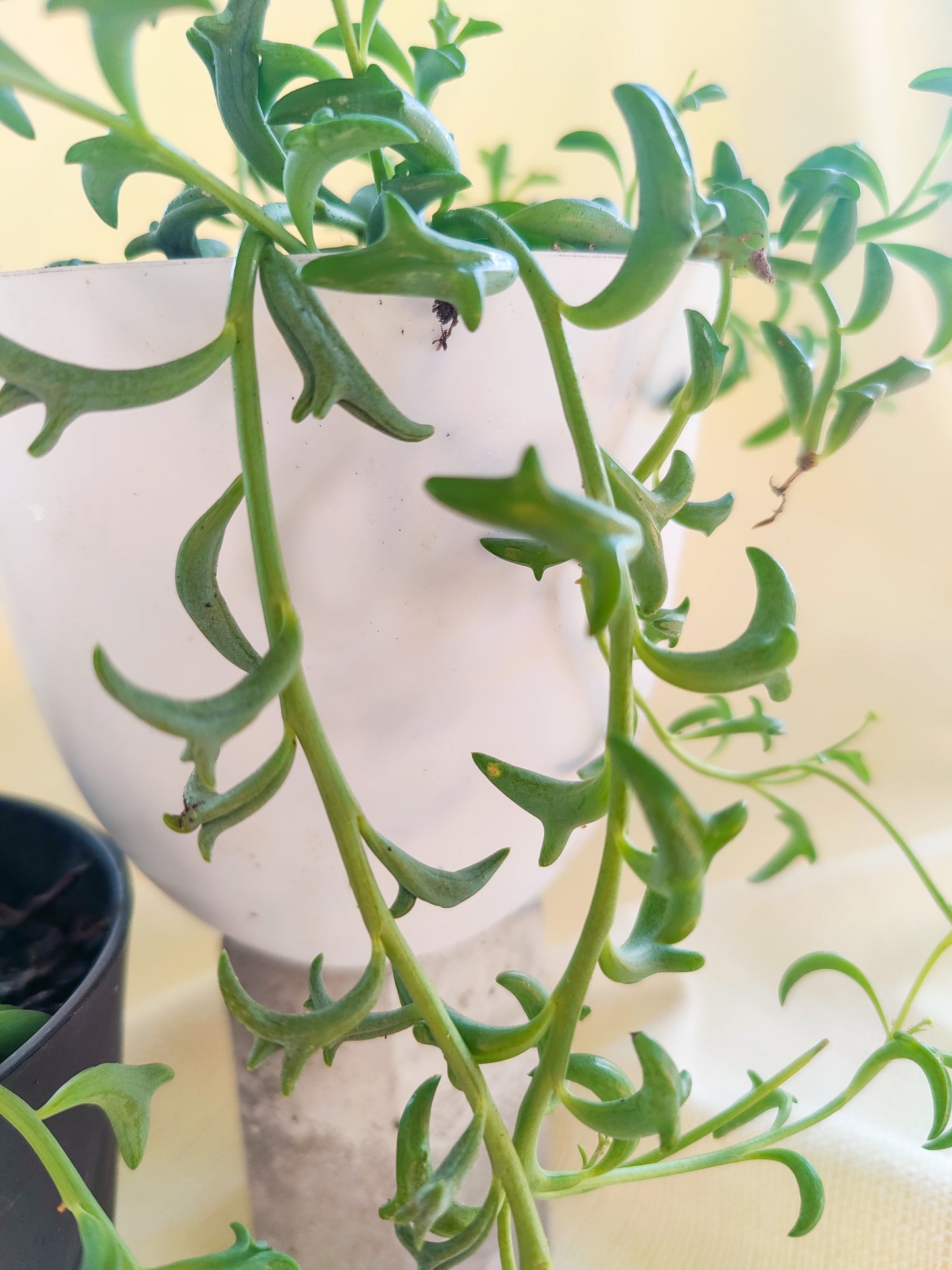 String of Dolphins | Indoor Plants