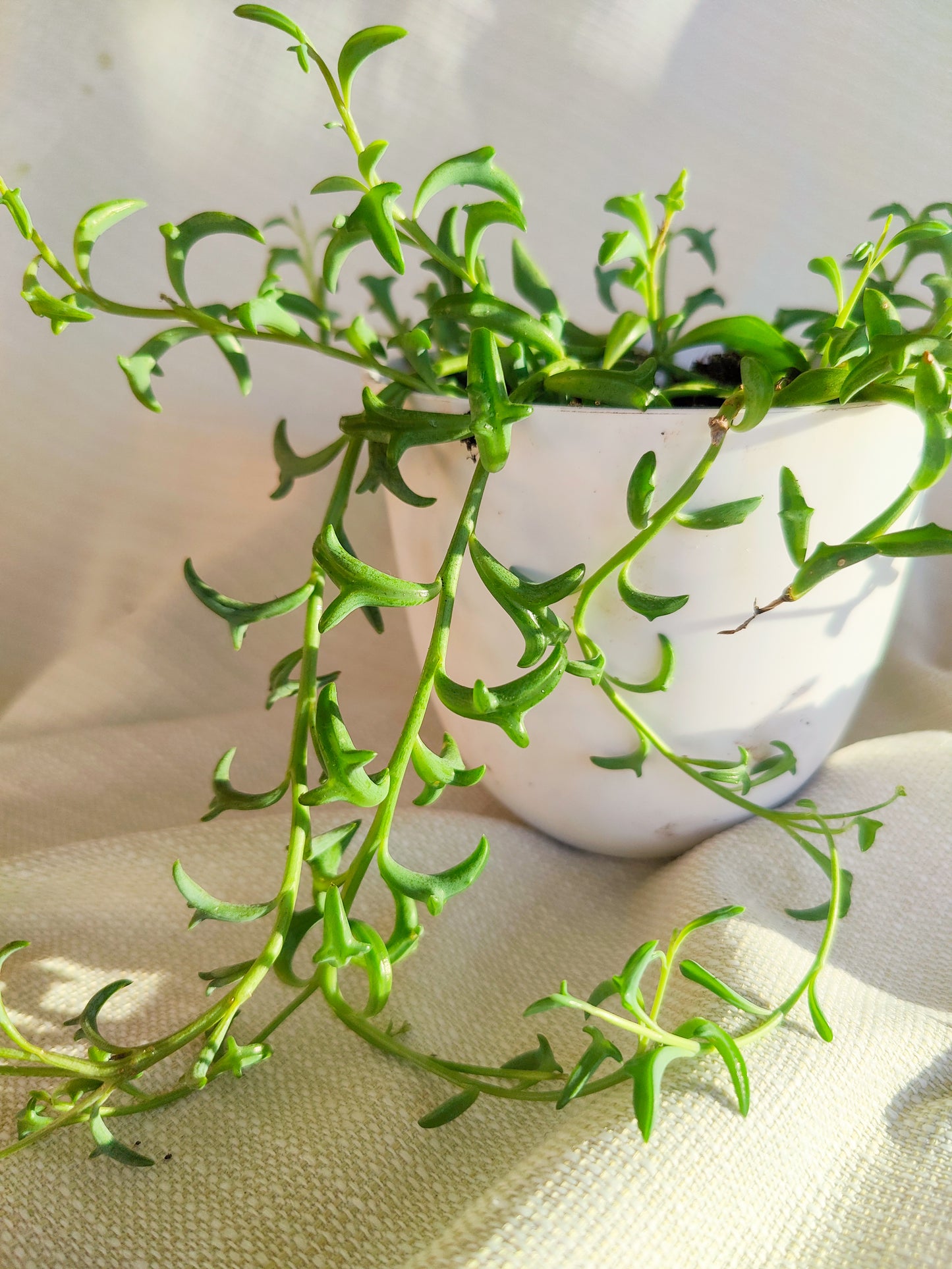 String of Dolphins | Indoor Plants