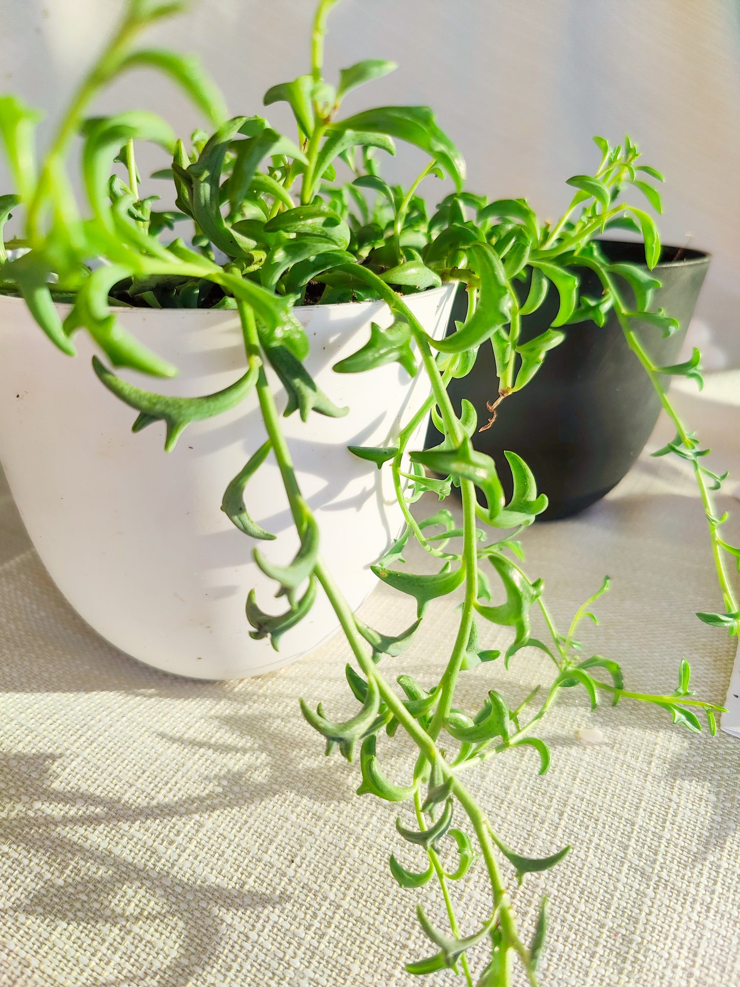 String of Dolphins | Indoor Plants