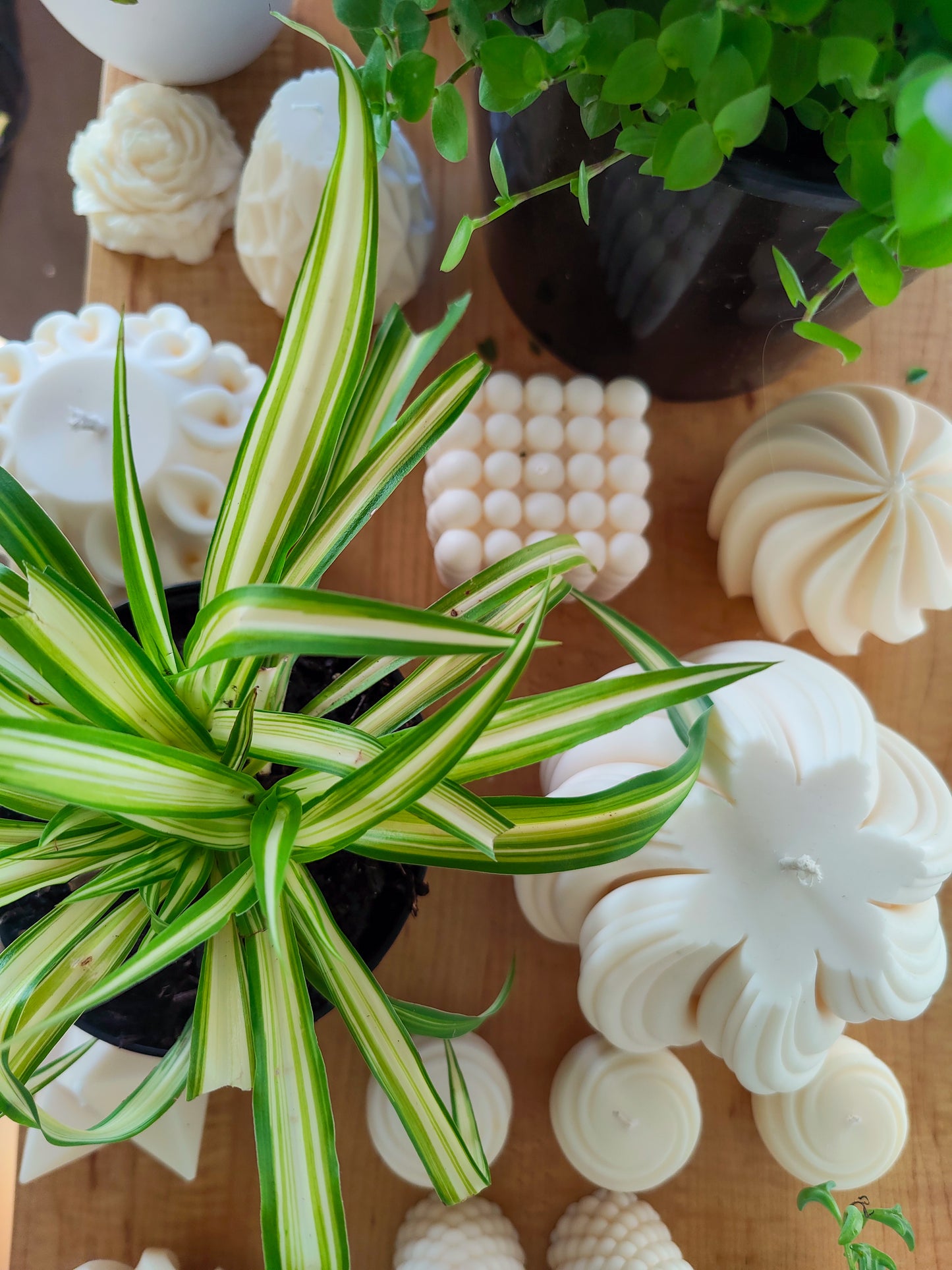 Spider Plant | Indoor Plant