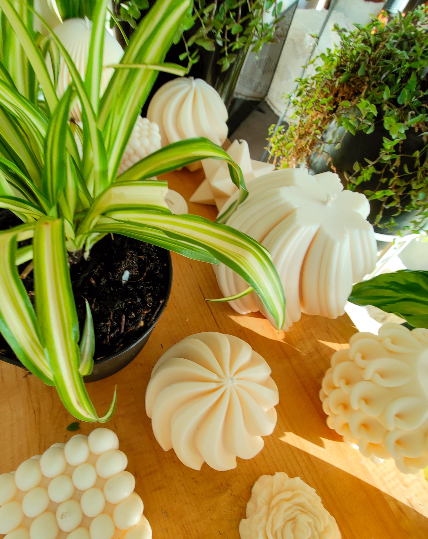 Spider Plant | Indoor Plant