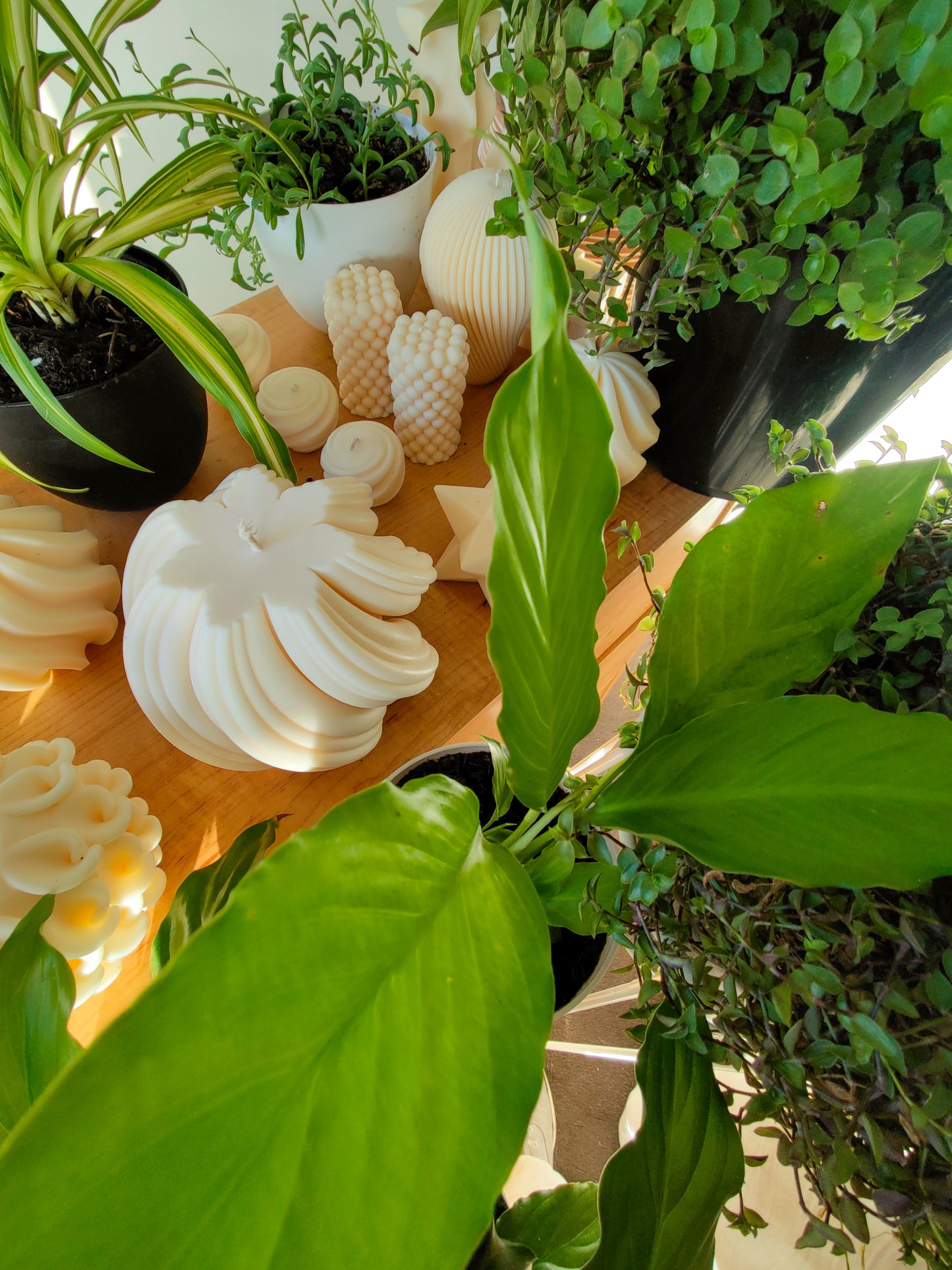 Peace Lily | Indoor Plant