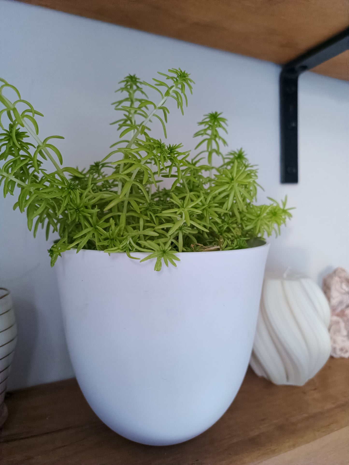 Sedum Lineare | Indoor Plant