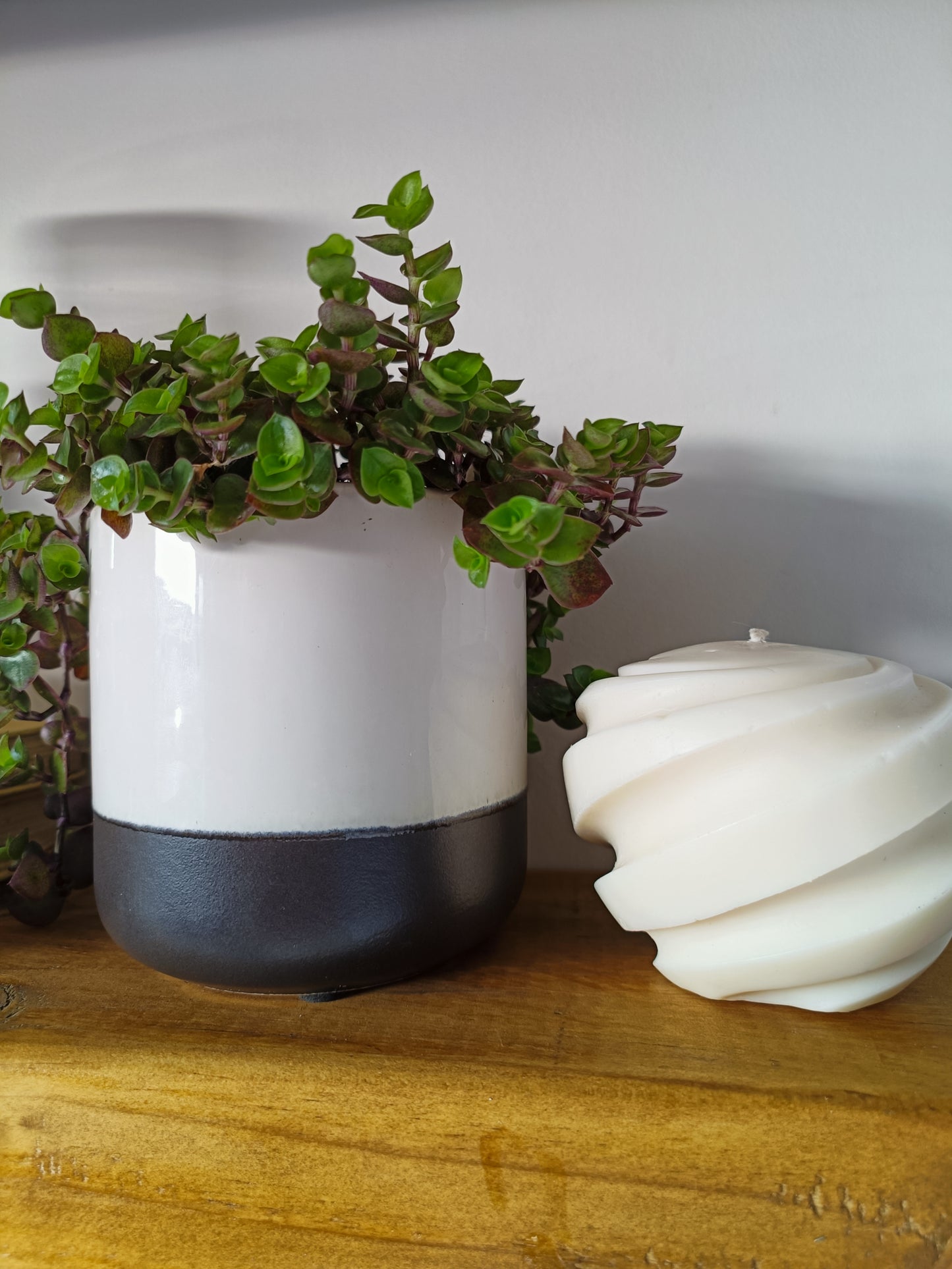 Bubbles | Indoor Plant