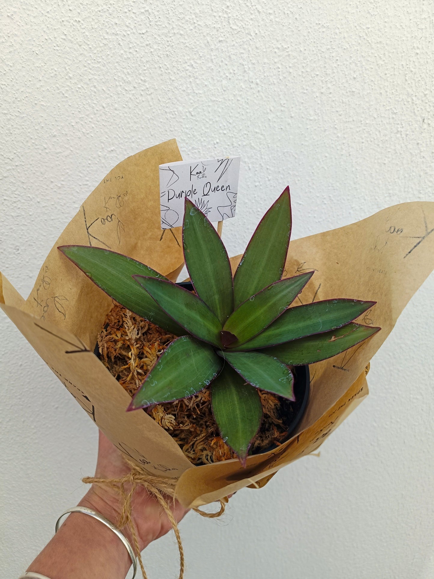 Purple Queen | Indoor Plant