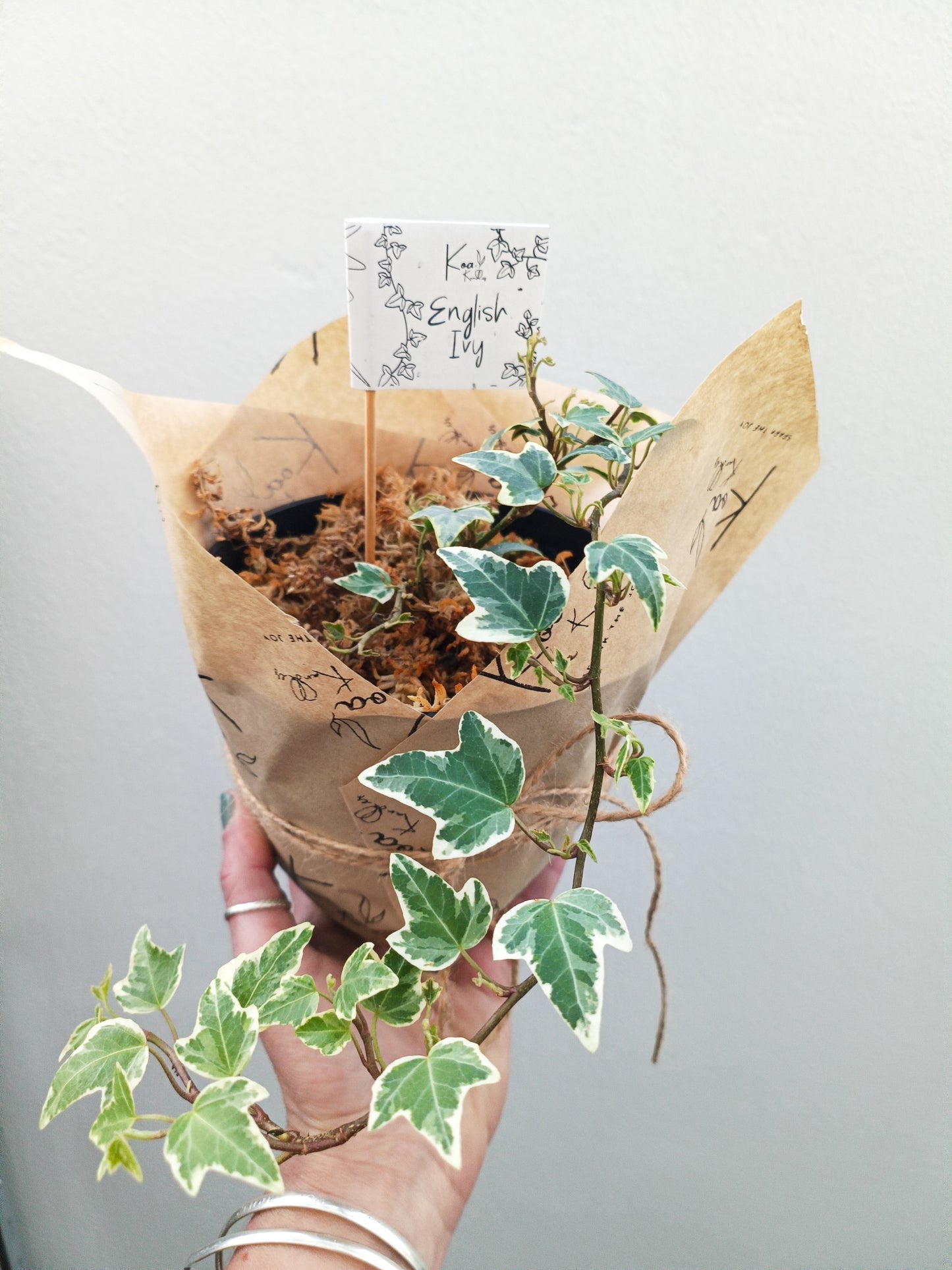 English Ivy | Indoor Plant