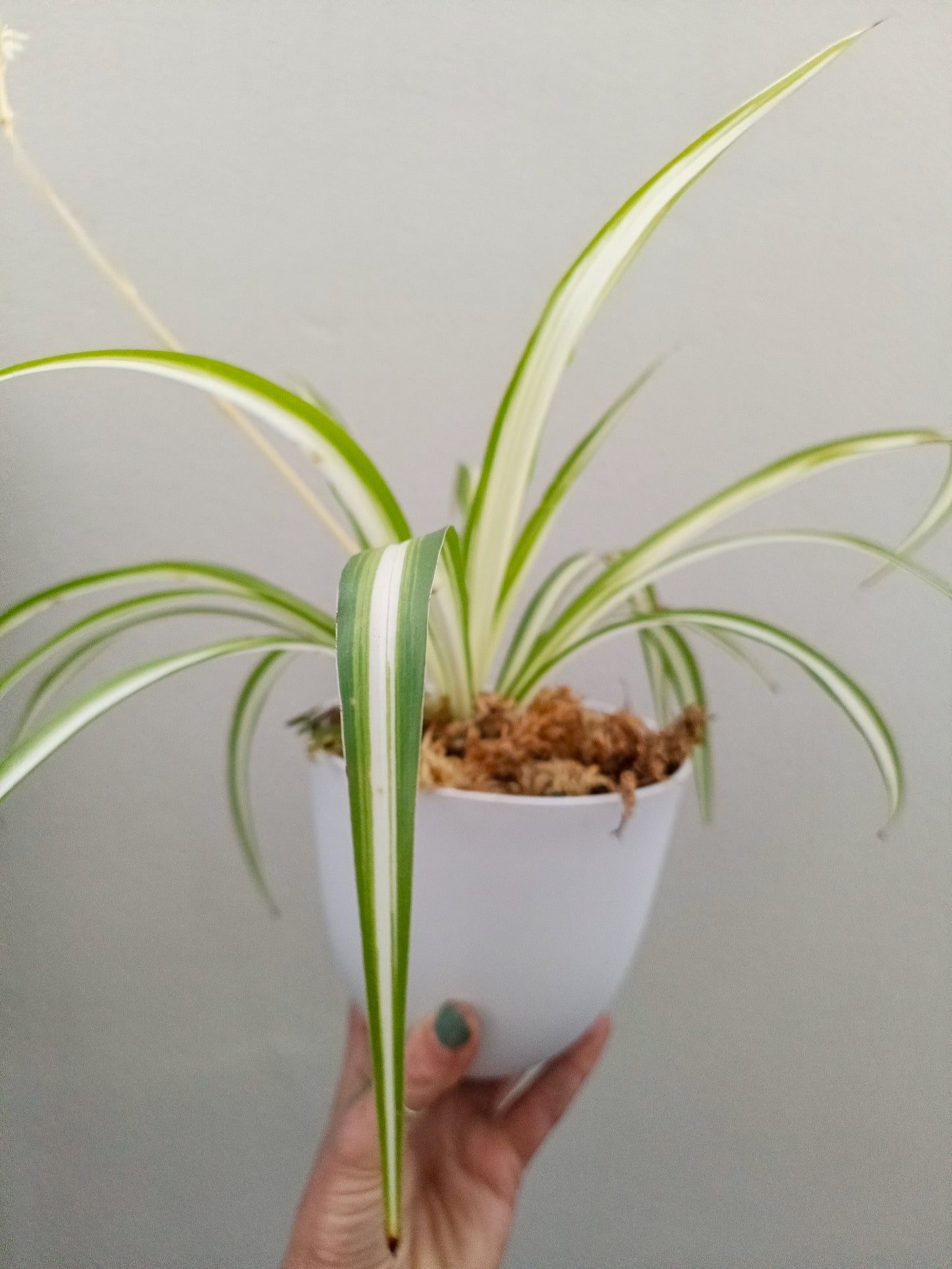 Spider Plant | Indoor Plant