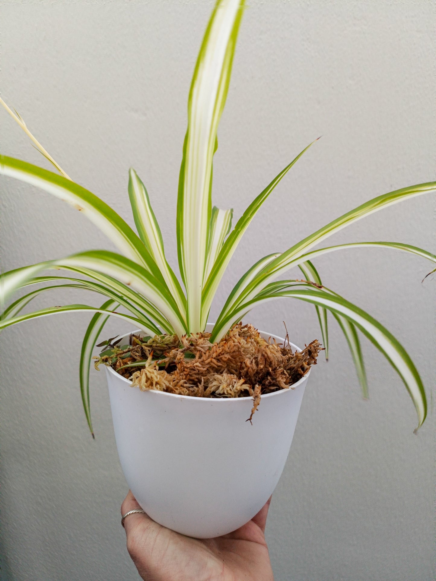 Spider Plant | Indoor Plant