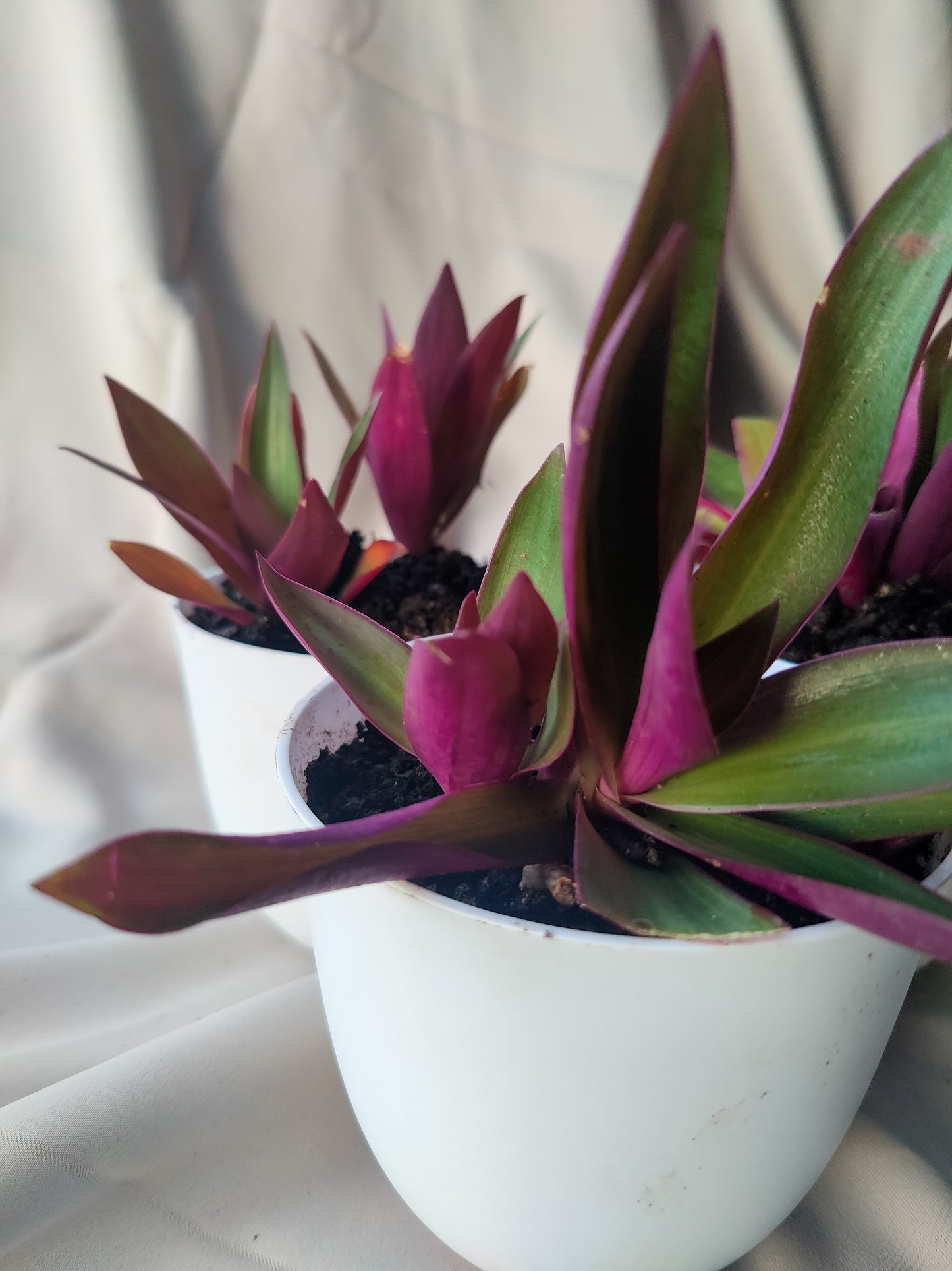 Purple Queen | Indoor Plant