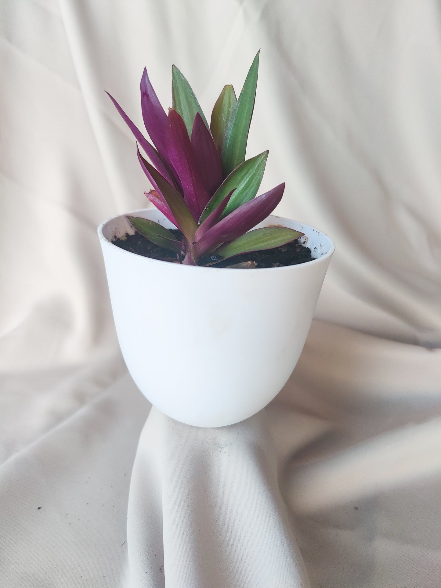 Purple Queen | Indoor Plant