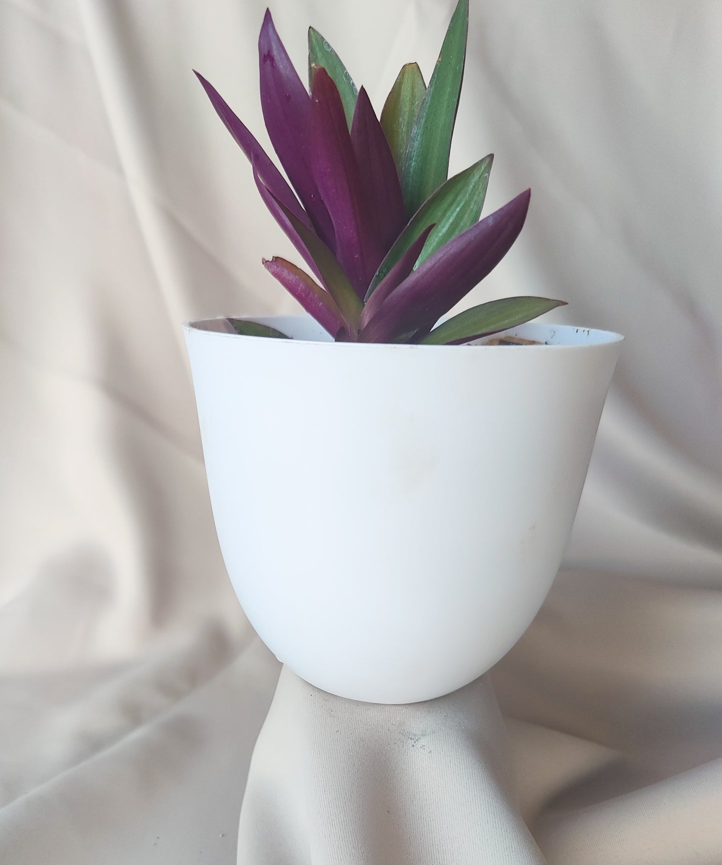 Purple Queen | Indoor Plant