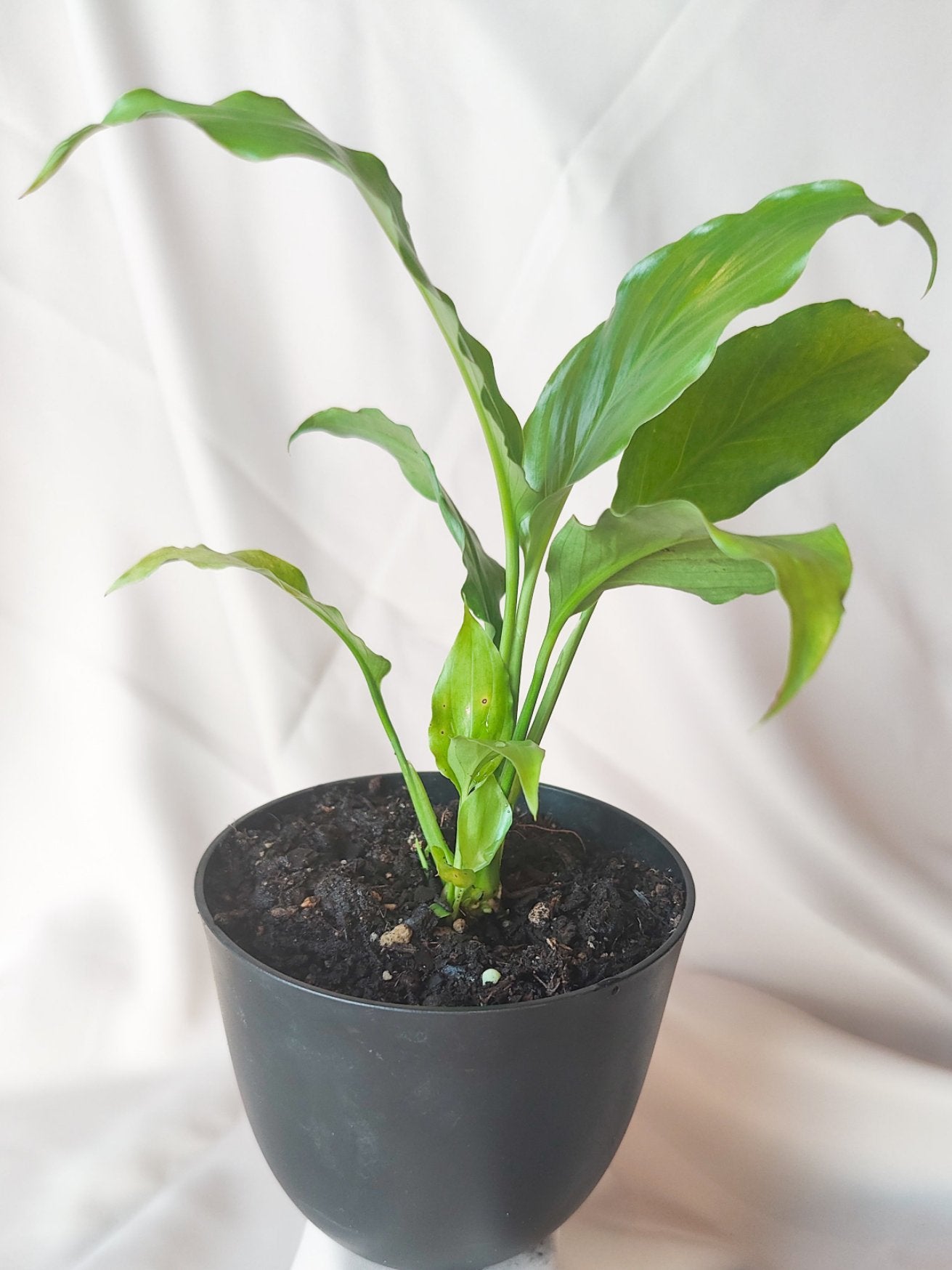 Peace Lily | Indoor Plant