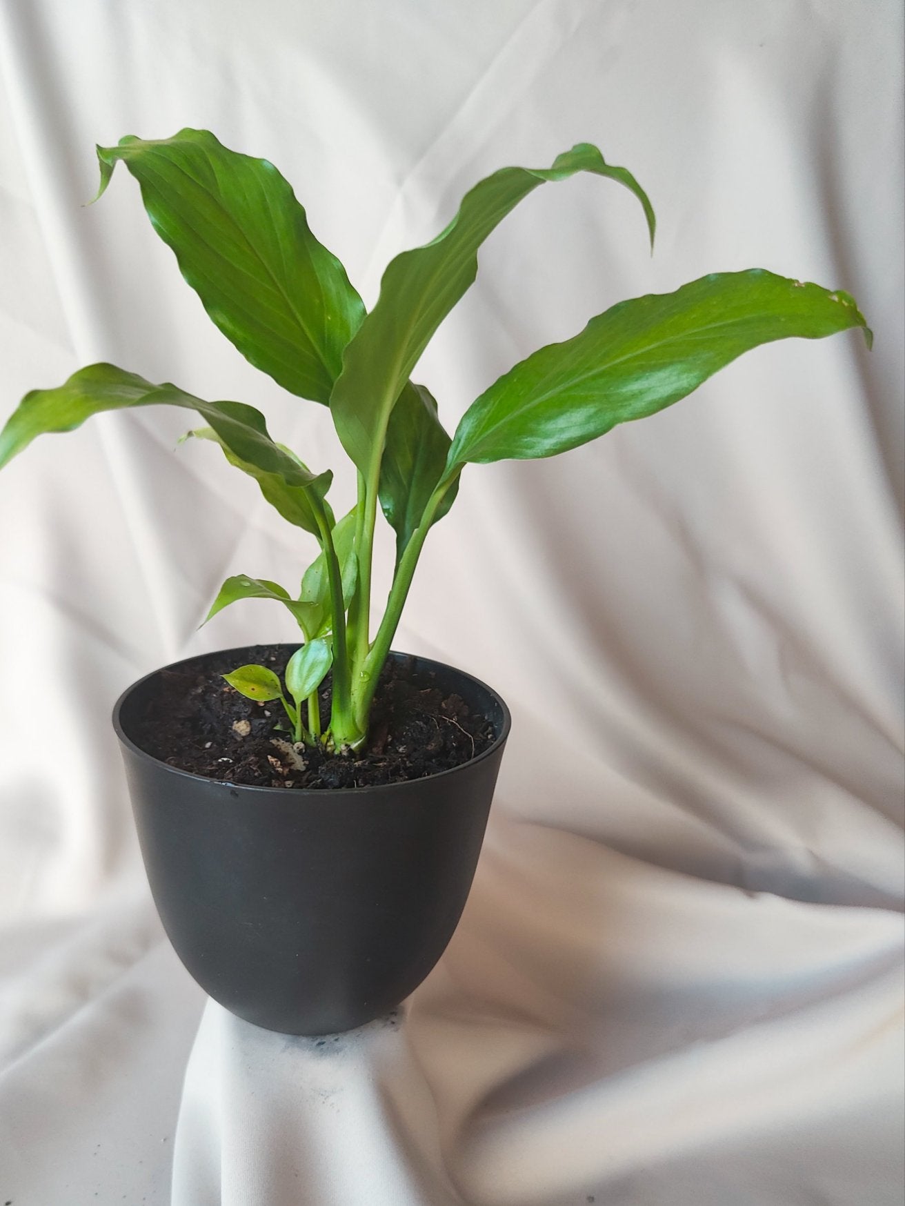 Peace Lily | Indoor Plant