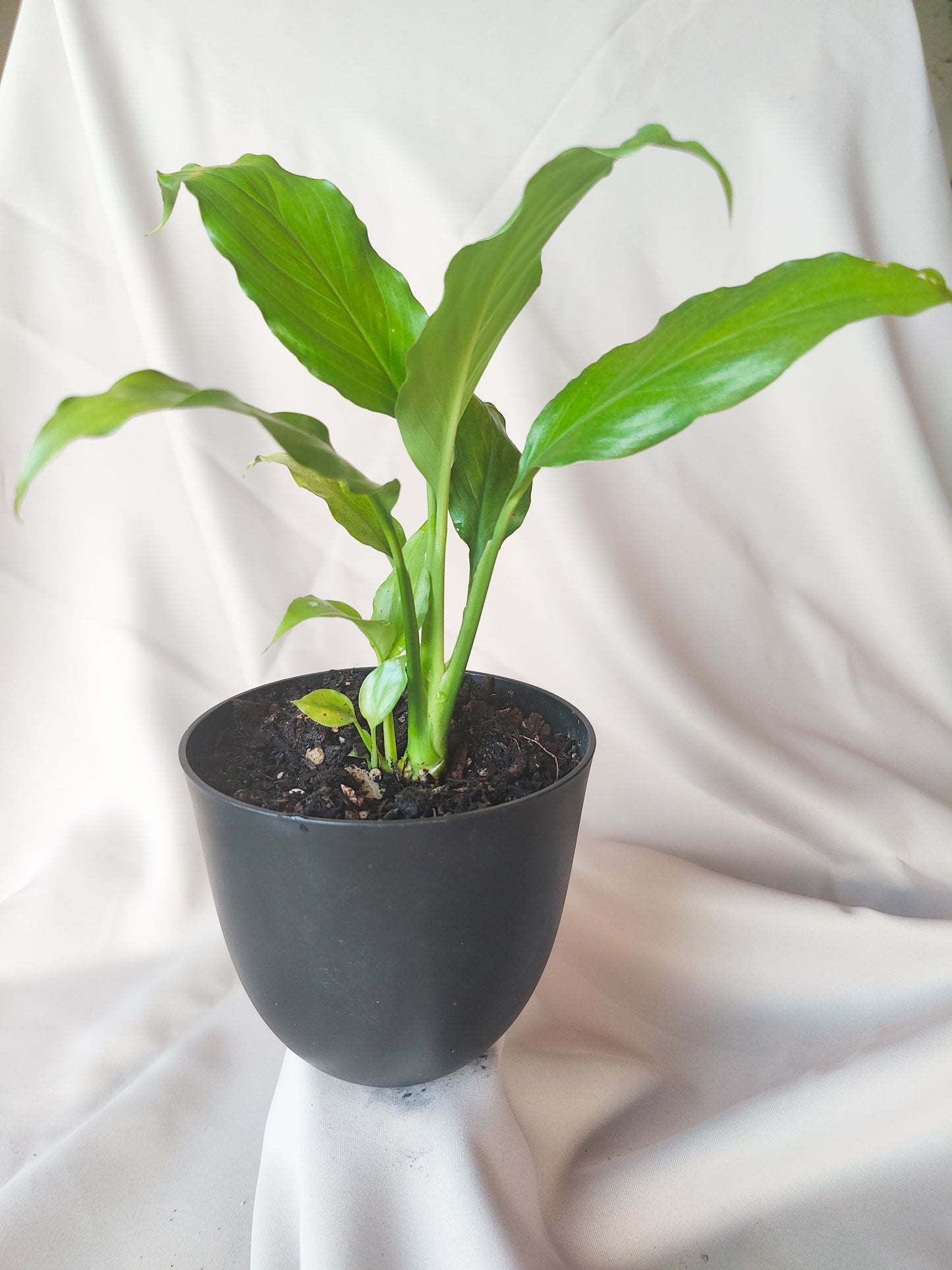 Peace Lily | Indoor Plant