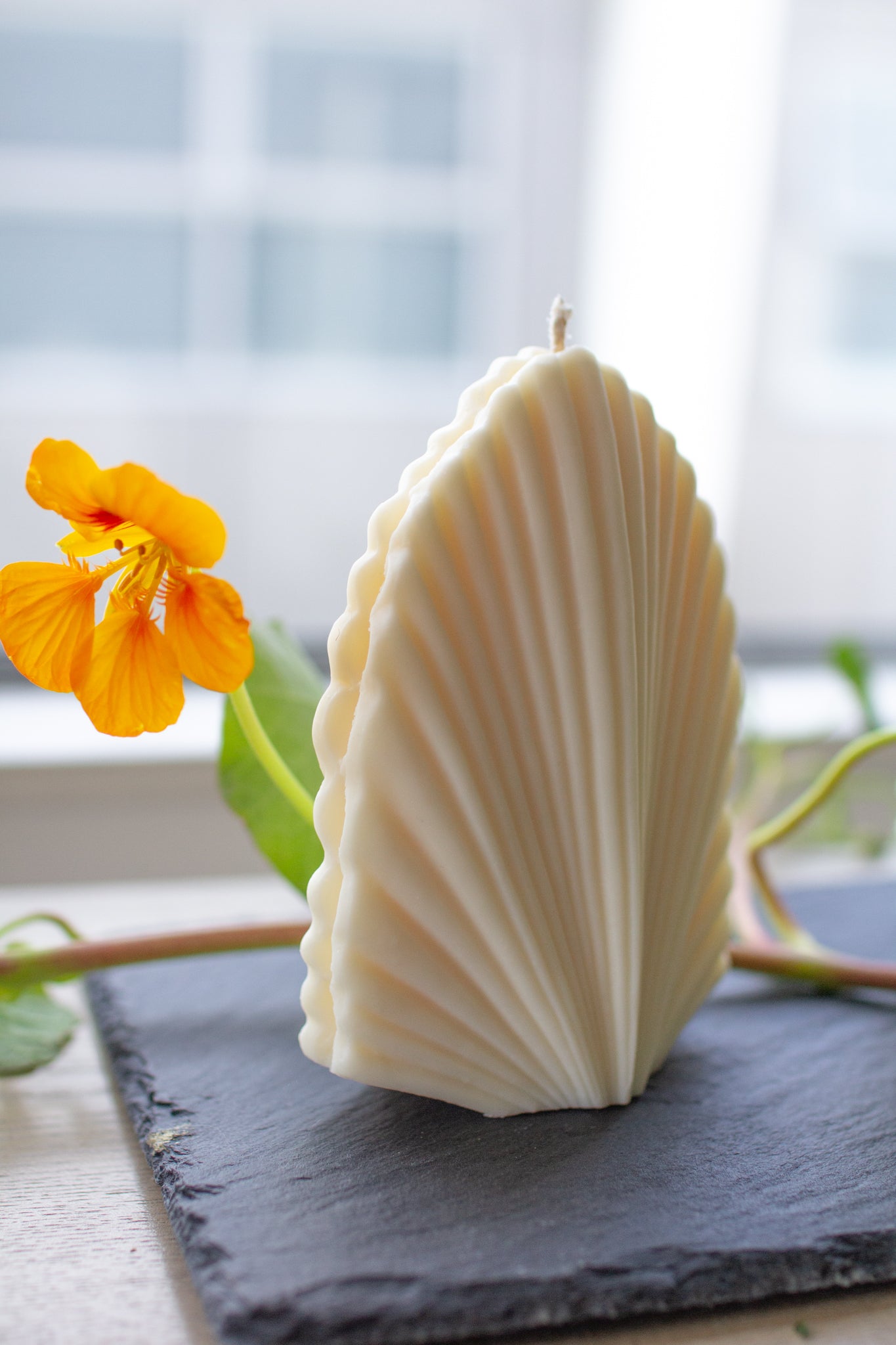 Shelly | Seashell Shaped Candle