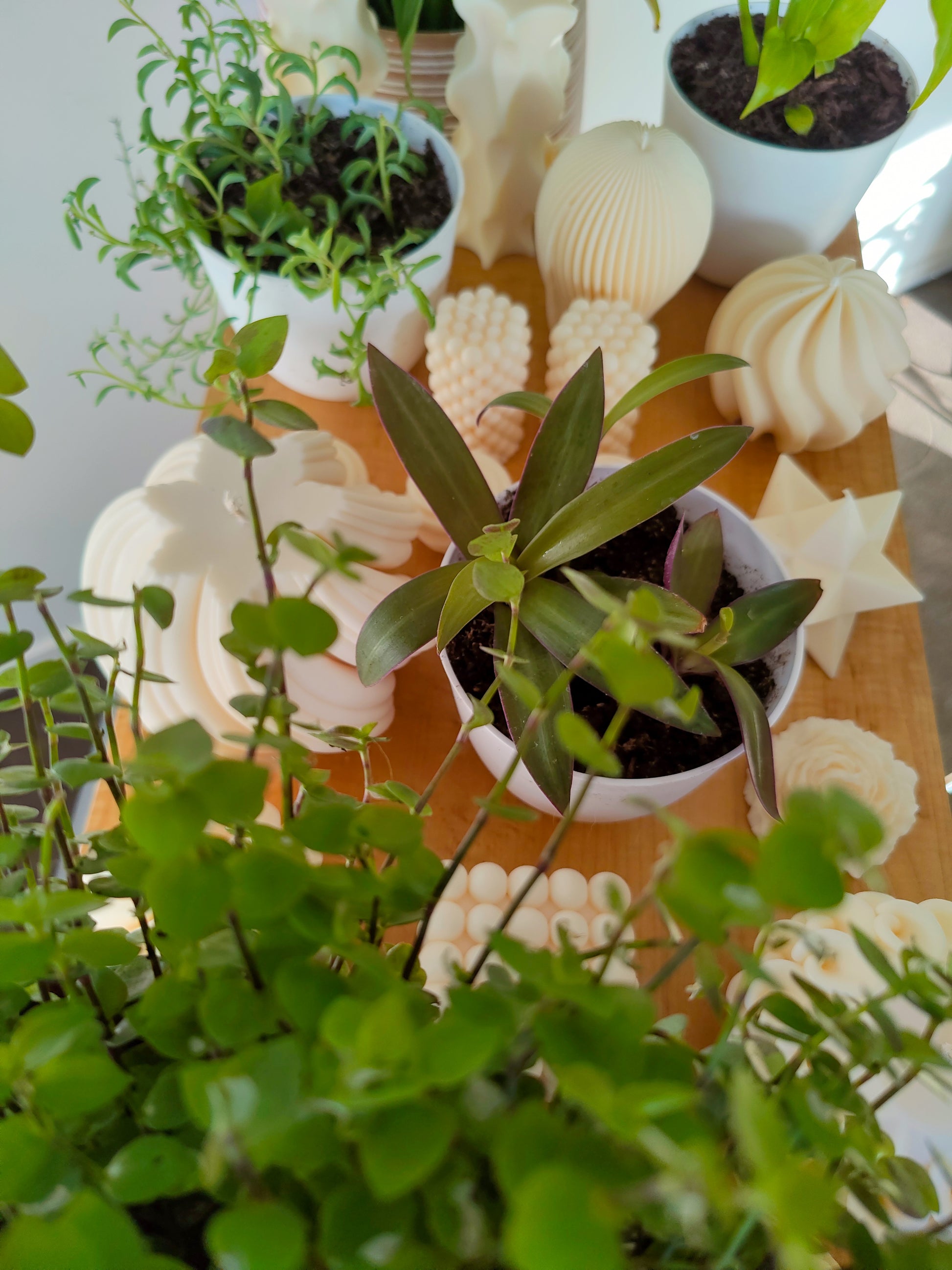hanging house plants nz Wandering Dude