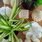 Spider Plant | Indoor Plant