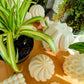 Spider Plant | Indoor Plant