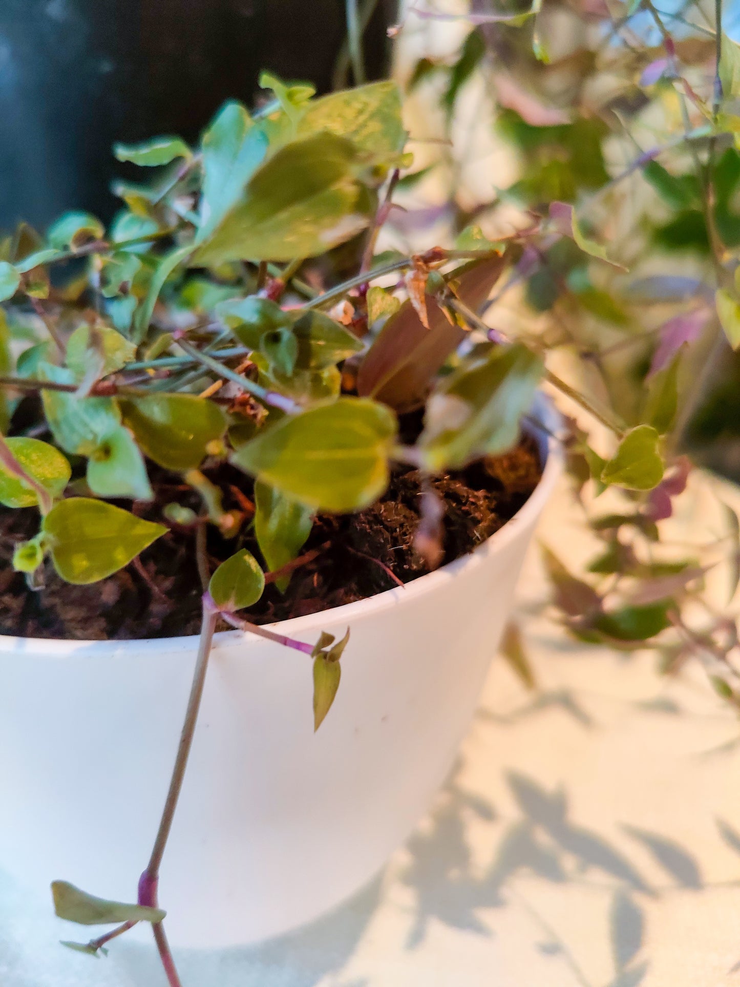 Bridal Veil | Indoor Plant