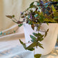 Bridal Veil | Indoor Plant