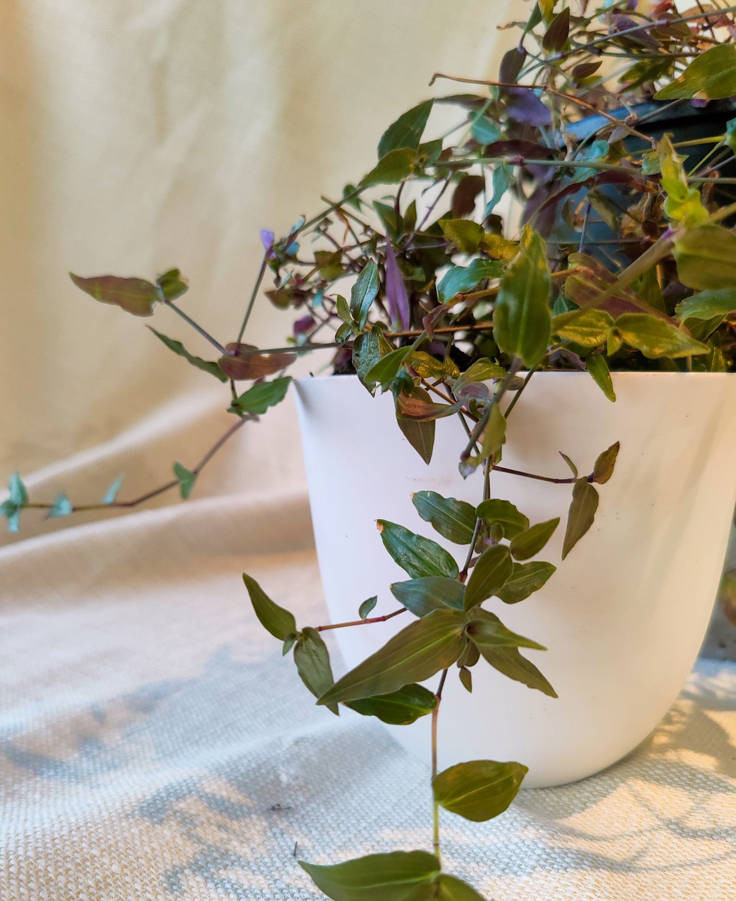 Bridal Veil | Indoor Plant