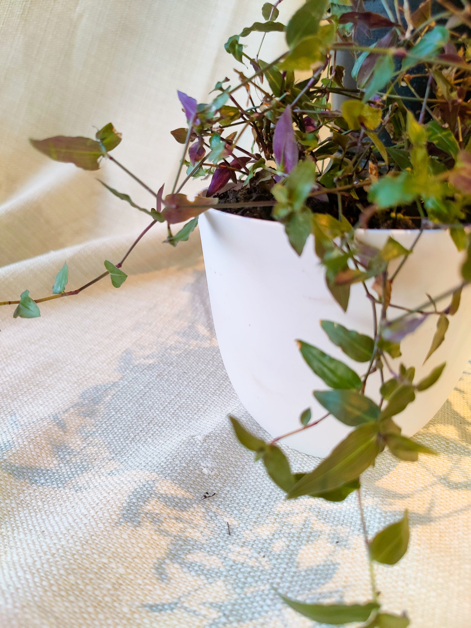 bridal veil plant care indoors Bridal Veil