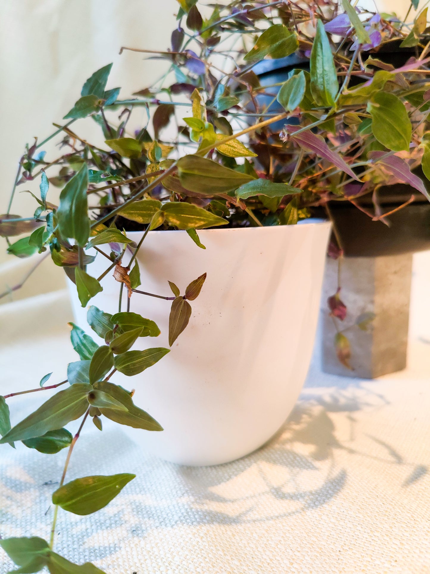 Bridal Veil | Indoor Plant