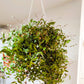 Bridal Veil | Indoor Plant