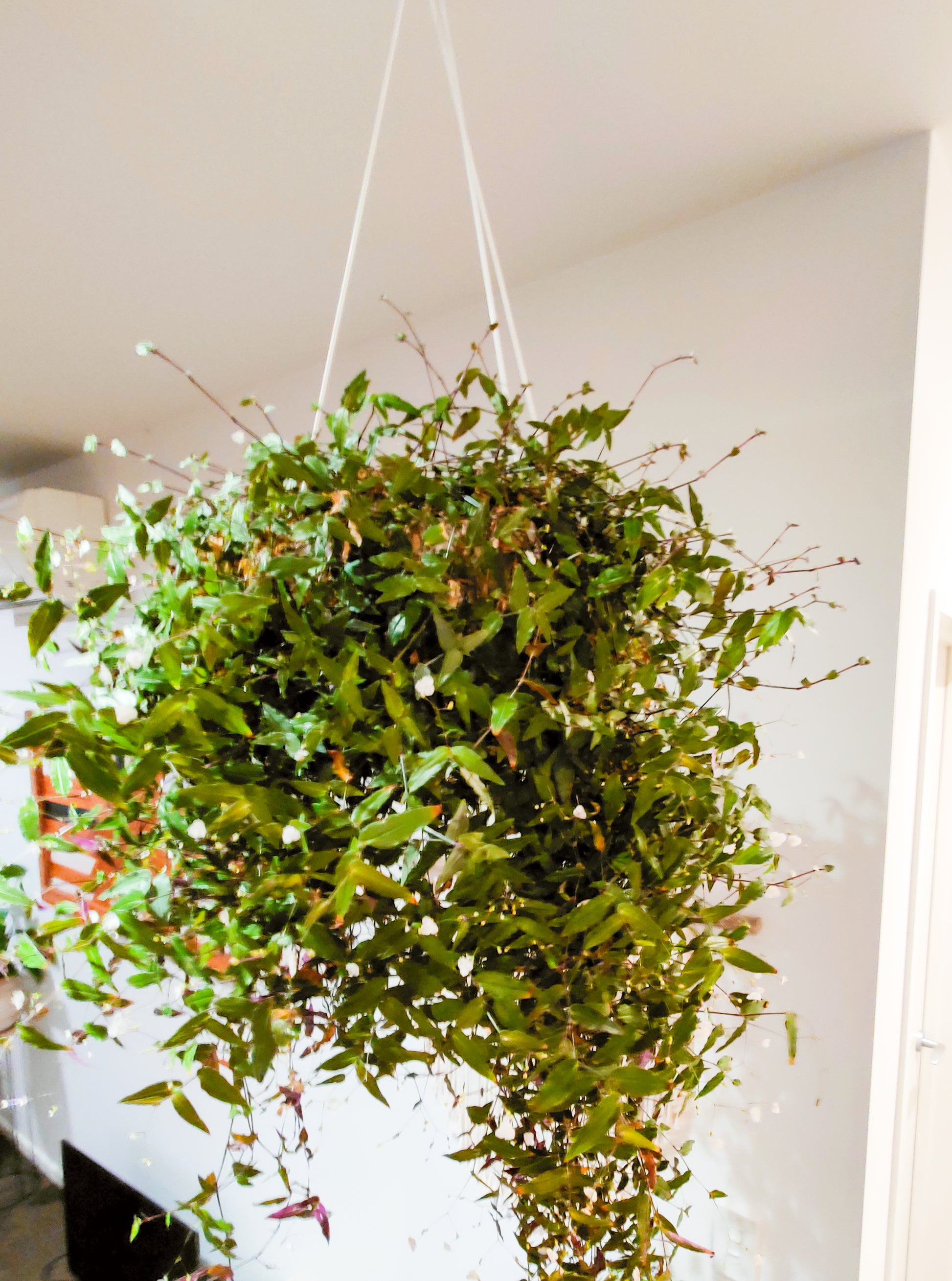 hanging bridal veil plant Bridal Veil