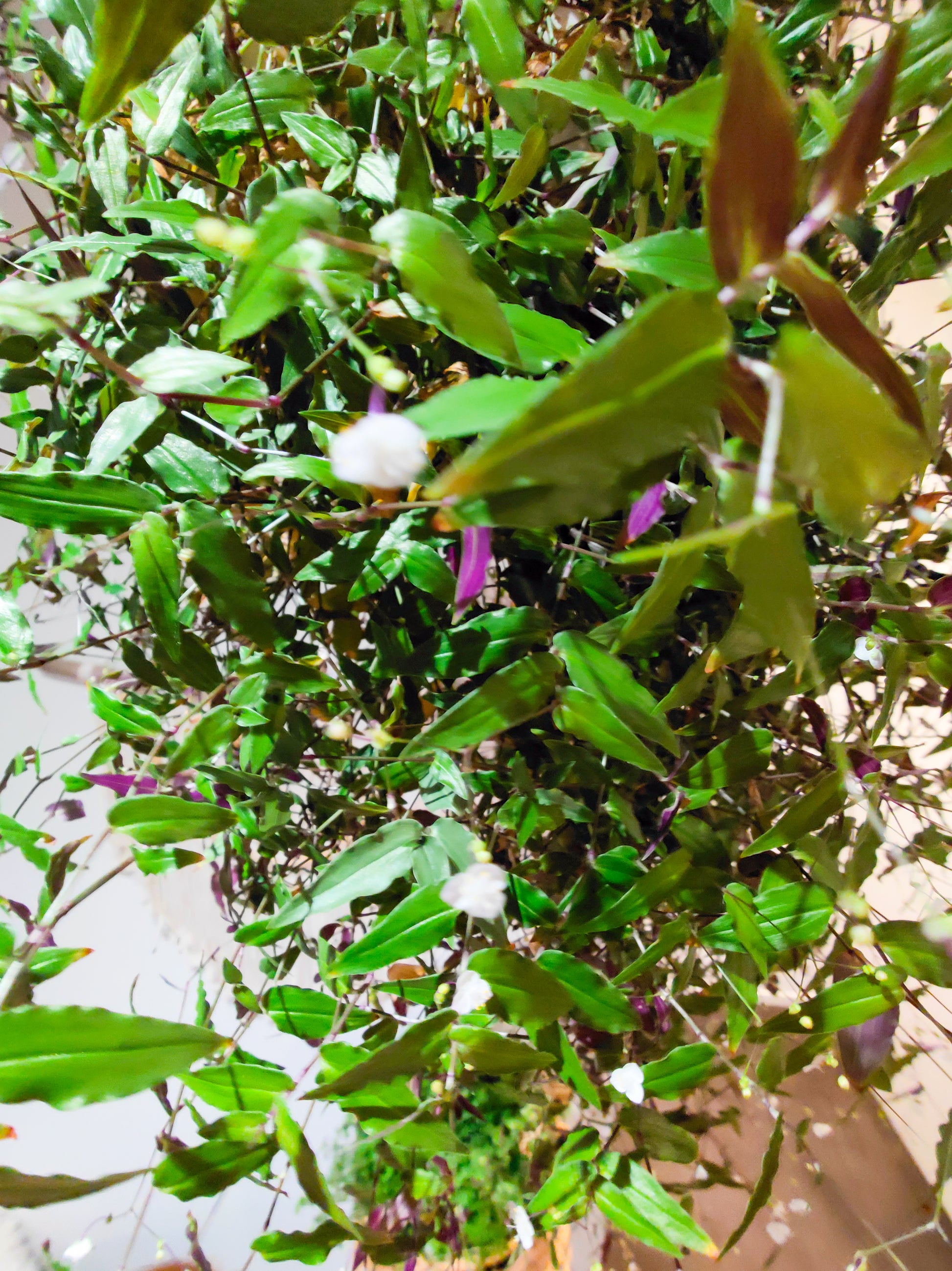 bridal veil plant care indoors Bridal Veil