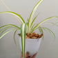 Spider Plant | Indoor Plant