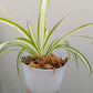 Spider Plant | Indoor Plant