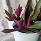 Purple Queen | Indoor Plant