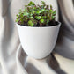 Bubbles | Indoor Plant