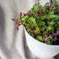 Bubbles | Indoor Plant