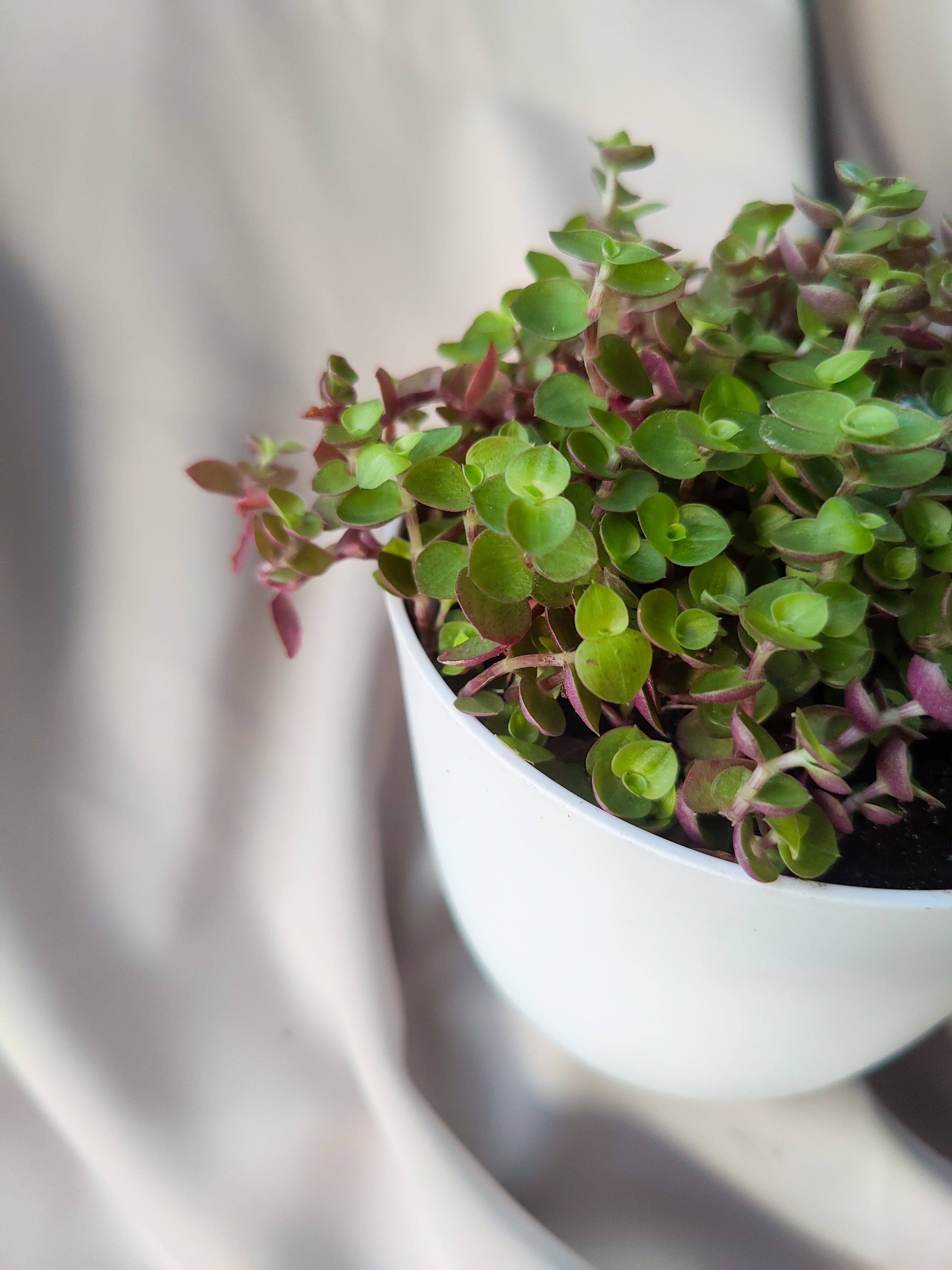 green bubbles plant Bubbles
