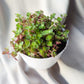 Bubbles | Indoor Plant