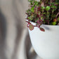 Bubbles | Indoor Plant
