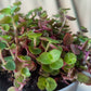 Bubbles | Indoor Plant