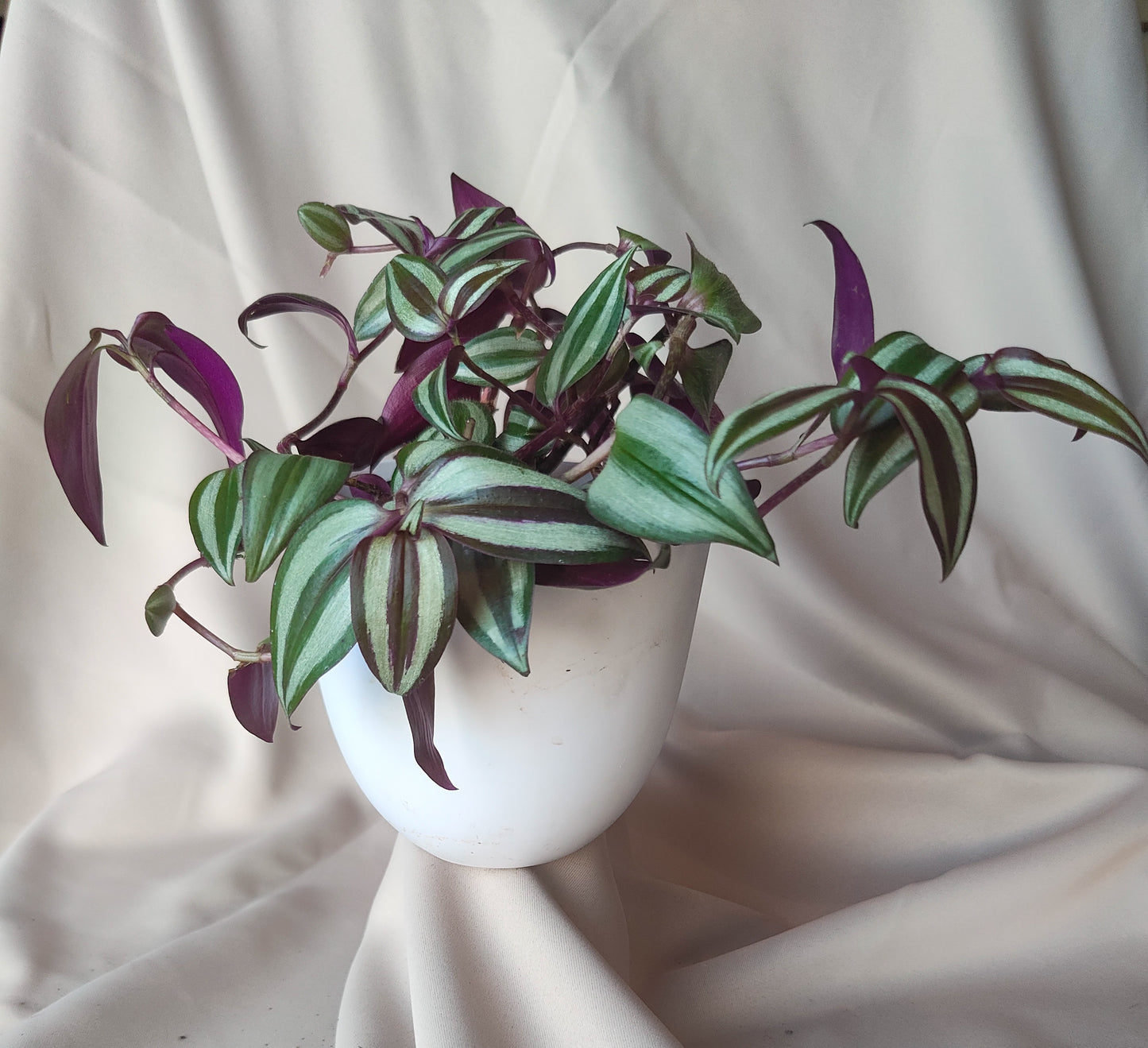 Wandering Dude | Indoor Plant