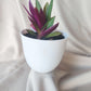 Purple Queen | Indoor Plant