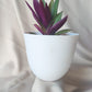 Purple Queen | Indoor Plant