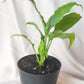 Peace Lily | Indoor Plant