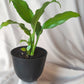 Peace Lily | Indoor Plant