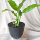 Peace Lily | Indoor Plant