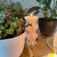 Bubbles | Indoor Plant