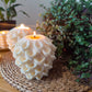 Bubbles | Indoor Plant